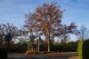 DSC01743-Groot